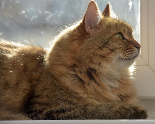 Foto primer plano de un gato que mira hacia otro lado