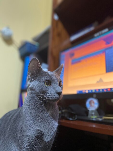 Foto primer plano de un gato que mira hacia otro lado