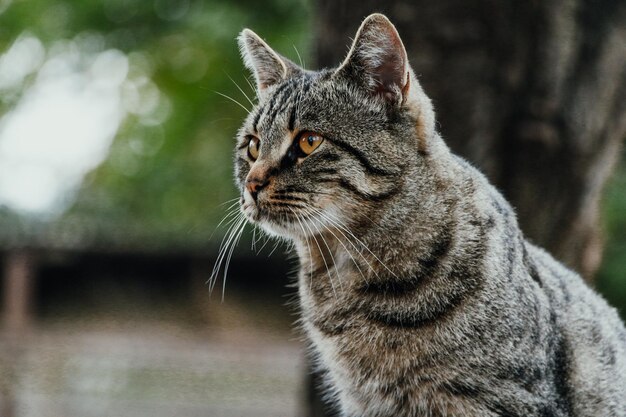 Primer plano de un gato que mira hacia otro lado