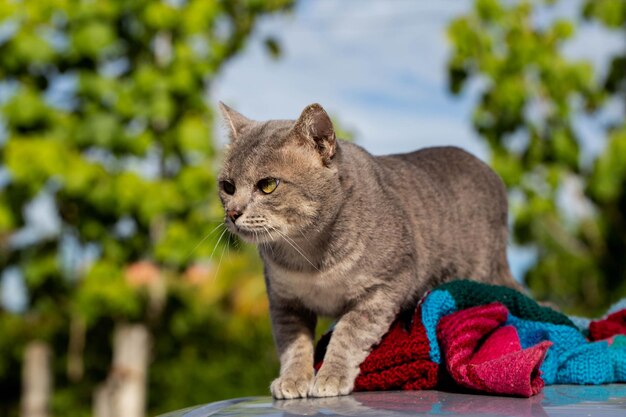 Foto primer plano de un gato que mira hacia otro lado