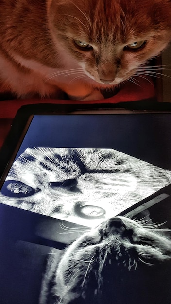 Foto primer plano de un gato con reflejo