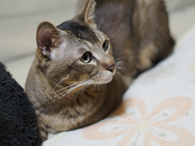 Primer plano de un gato relajándose en el suelo