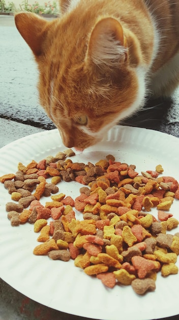 Primer plano de un gato rojo en la mesa