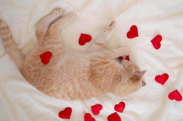 Primer plano de un gato rojo rodeado de corazones rojos en una tela escocesa blanca Diseñador en blanco para la tarjeta de felicitación del Día de San Valentín una expresión de amor Espacio para copiar Antecedentes electorales Vista desde arriba