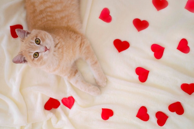 Primer plano de un gato rojo rodeado de corazones rojos en una tela escocesa blanca Diseñador en blanco para la tarjeta de felicitación del Día de San Valentín una expresión de amor Espacio para copiar Antecedentes electorales Vista desde arriba