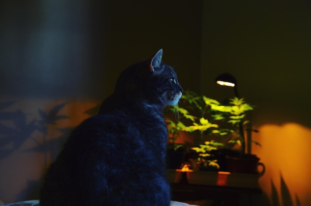 Primer plano del gato sentado en casa