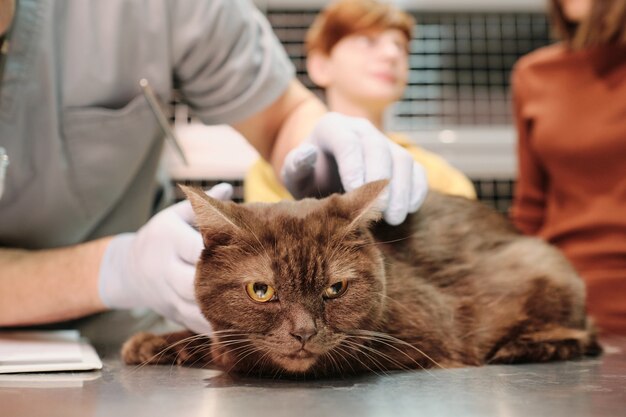 Primer plano de gato sentado en la mesa con cuidado veterinario