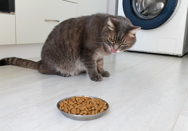 Foto primer plano de un gato sentado en la mesa