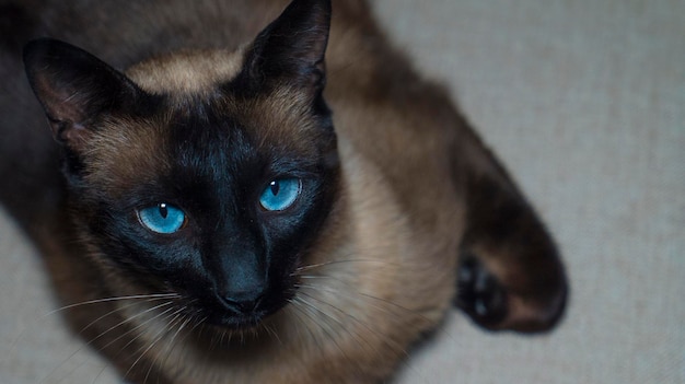 Primer plano de un gato sentado en el suelo