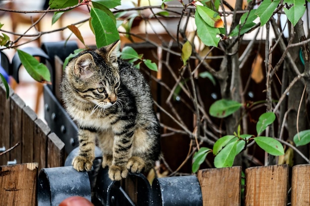 Foto primer plano de un gato sentado en la valla