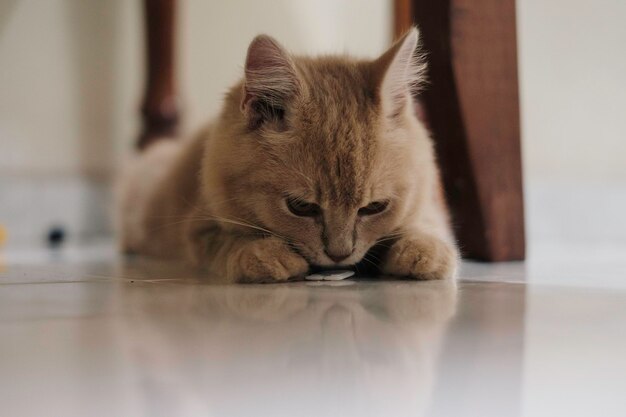 Primer plano de un gato sentado