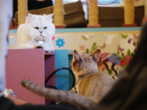 Foto primer plano de un gato sentado