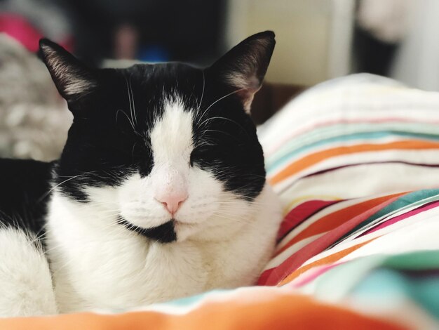 Foto primer plano de un gato sentado