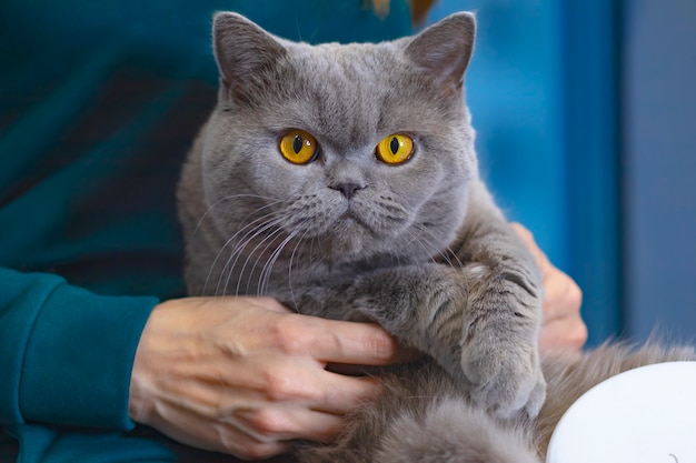 Primer plano de gato serio, en los brazos de su dueño. Mascota retrato de un gato Scottish Fold con ojos naranjas.