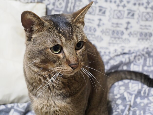 Foto primer plano de un gato en el sofá