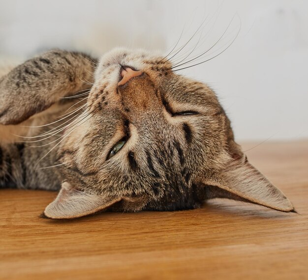 Primer plano de un gato somnoliento tomando una siesta Cara de un lindo gatito que se queda dormido durante el día Gatito doméstico cansado y perezoso relajándose boca abajo Adorable mascota de peluche con piel suave descansando en el interior