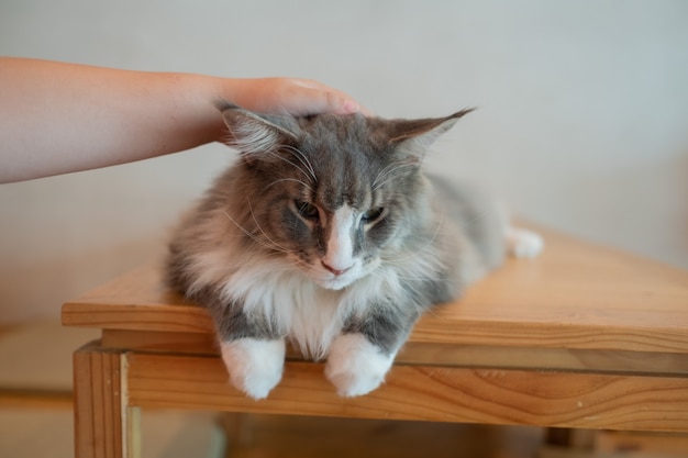 Primer plano de un gato en el suelo, animal doméstico