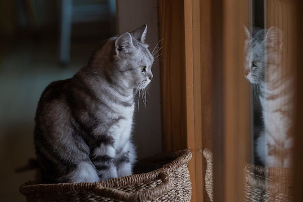 Primer plano de un gato en el suelo, animal doméstico