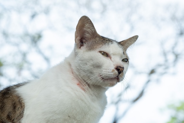 Primer plano de un gato en el suelo, animal doméstico