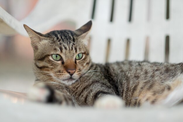 Primer plano de un gato en el suelo, animal doméstico