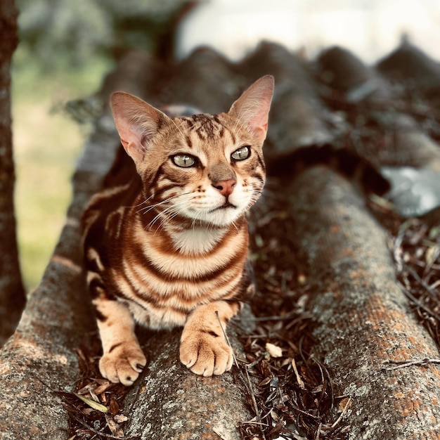 Foto primer plano del gato en el techo