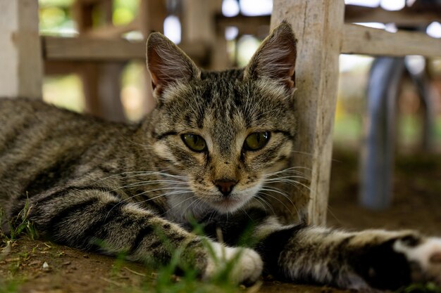 Primer plano de un gato tirado en el suelo