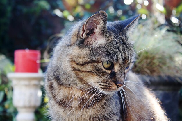 Foto primer plano del gato