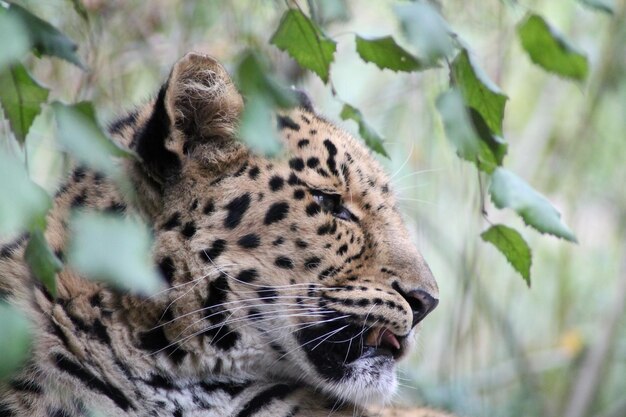 Foto un primer plano de un gato