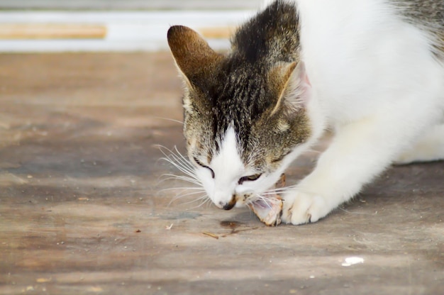 Foto primer plano del gato