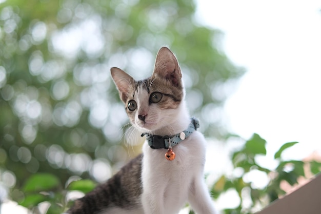 Foto primer plano del gato