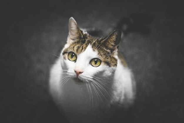 Primer plano del gato