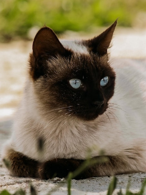 Foto primer plano del gato