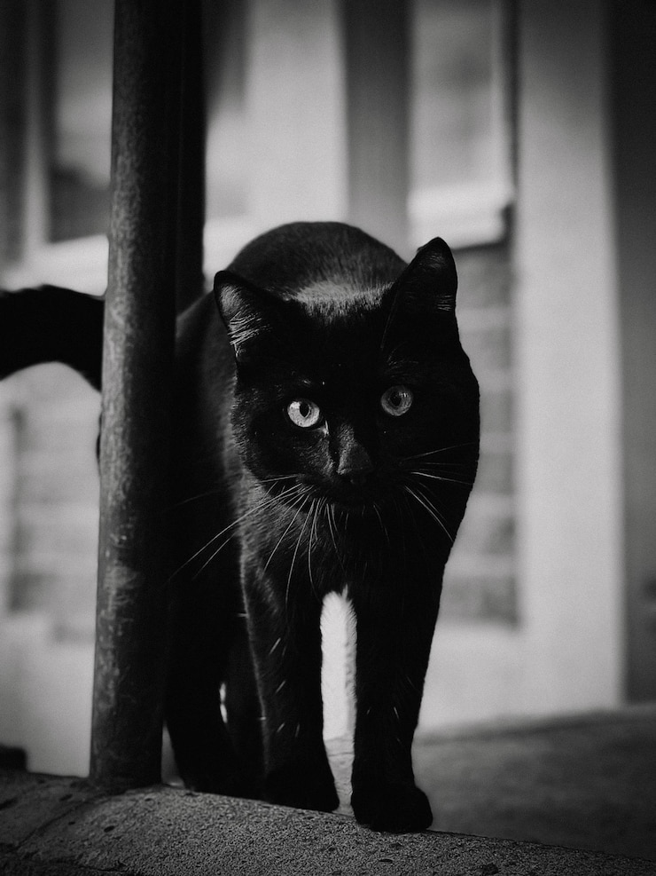 Foto primer plano del gato