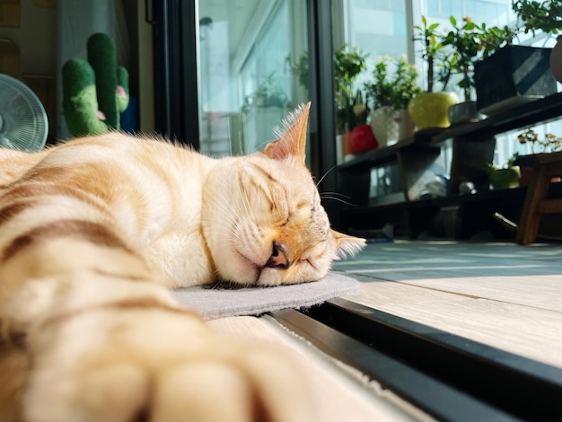 Un primer plano de un gato