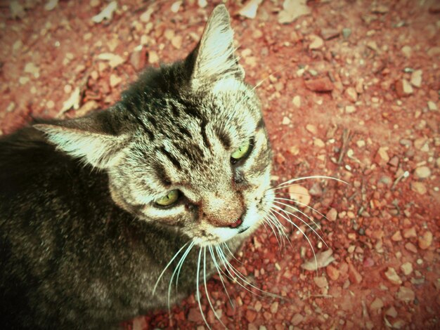 Foto primer plano del gato