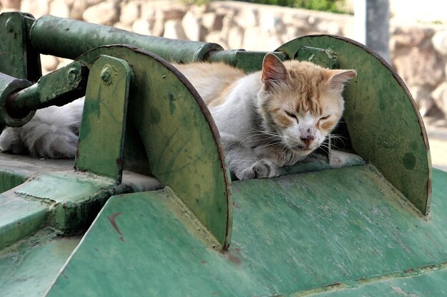 Foto primer plano del gato