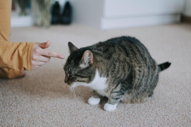 Foto primer plano del gato