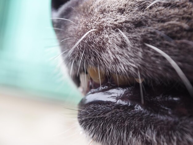 Foto un primer plano de un gato