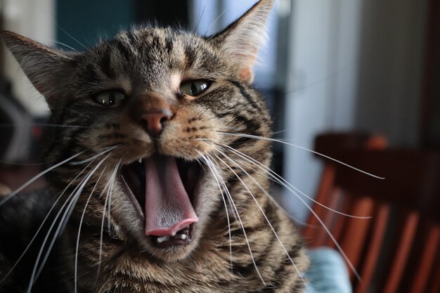 Foto primer plano del gato