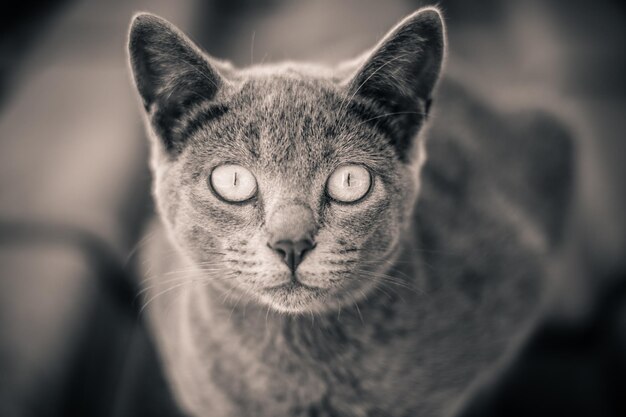 Foto primer plano del gato