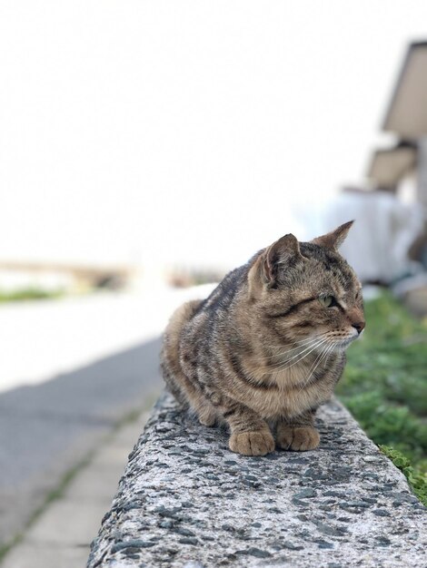 Foto un primer plano de un gato