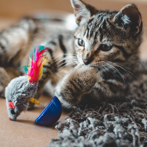 Foto un primer plano de un gato