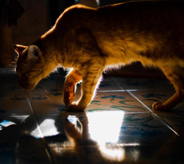 Un primer plano de un gato