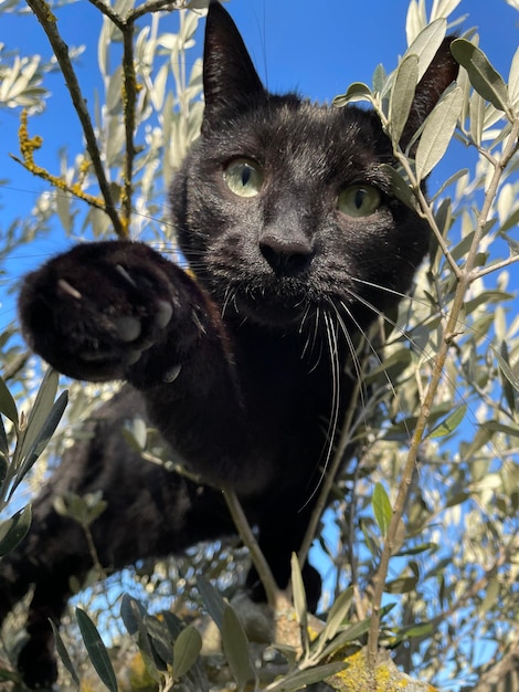 Foto un primer plano de un gato