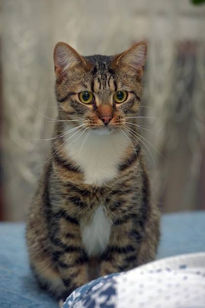 Foto primer plano del gato