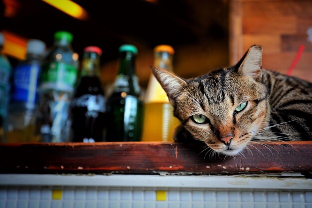 Foto un primer plano de un gato