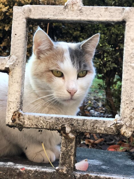 Foto un primer plano de un gato