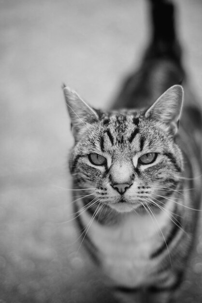 Foto primer plano del gato