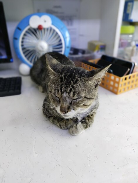 Foto primer plano del gato