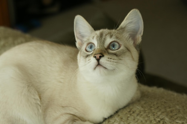 Primer plano del gato